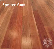 Spotted Gum